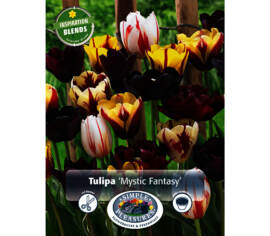 Tulipe Mystic Fantasy (Période de floraison étendue - Inspiration Blend) (Paquet de 18) (taille : 12