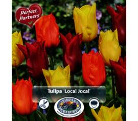 Tulipe Local Jocal (Mélange Perfect Partners Gift) (Paquet de 16) (taille : 12 cm et +)