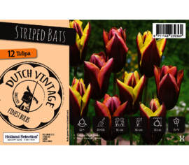 Tulipe Striped Bats (Dutch Vintage) (Paquet de 12) (taille : 12 cm et +)