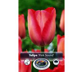 Tulipe Pink Sound (Darwin Hybride) (Paquet de 8 bulbes)