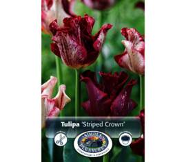 Tulipe Striped Clown (Couronne) (Paquet de 6) (taille : 12 cm et +)