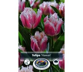Tulipe Hawaii (Frangée) (Paquet de 6) (taille : 12 cm et +)
