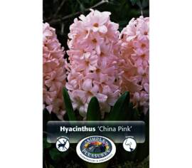Jacinthe China Pink (Paquet de 5) (taille : 15/16 cm)