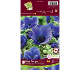 Anémone De Caen Blue Poppy (Paquet de 10 bulbes)