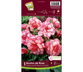 Bégonia Novelty Bouton de rose (Belgium) (1 bulbe)
