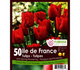Tulipe Ile de France (Zone : 3) (Paquet de 50 bulbes)