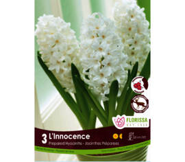 Jacinthe L'Innocence (Forcée) (Parfumée) (Zone : 4) (Paquet de 3 bulbes)