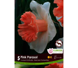 Narcisse Pink Parasol (Trompette) (Zone : 3) (Paquet de 5)