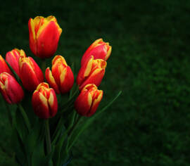 Tulipe Leen van der Mark (Zone : 3) (Paquet de 50)