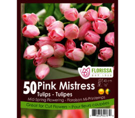 Tulipe Pink Mistress (Zone : 3) (Paquet de 50 bulbes)