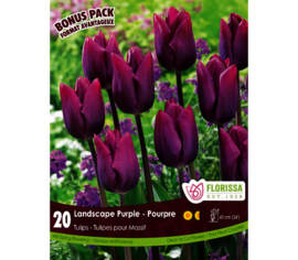 Tulipe Landscape Mauve (Mammoth Pack) (Zone : 3) (Paquet de 20)