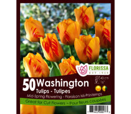 Tulipe Washington (Zone : 3) (Paquet de 50)