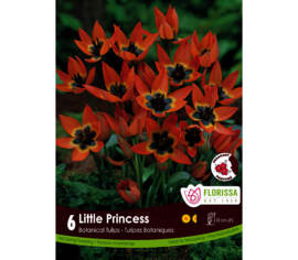 Tulipe Little Princess (Mini Botanical) (Paquet de 6) (Parfumé)