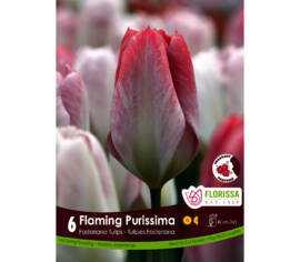 Tulipe Flaming Purissima (Fosteriana) (Parfumée) (Zone : 3) (Paquet de 6 bulbes)