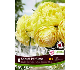 Tulipe Secret Perfume (Double hâtive) (Parfumée) (Zone : 3) (Paquet de 6 bulbes)