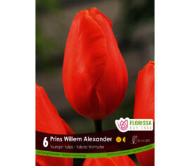 Tulipe Prins Willem Alexander (Triumph) (Zone : 3) (Paquet de 6 bulbes)