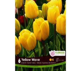 Tulipe Yellow Wave (Darwin hybride) (Zone : 3) (Paquet de 6 bulbes)