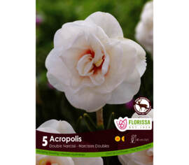 Narcisse Acropolis (Double) (Paquet de 5 bulbes)