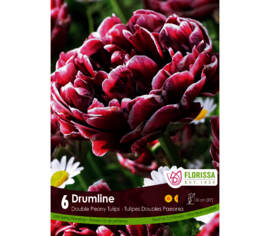 Tulipe Drumline (Pivoine Double tardive) (Zone : 3) (Paquet de 6 bulbes)