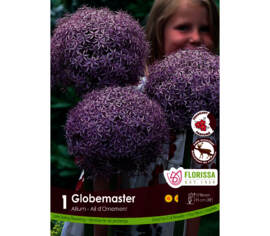Allium Globemaster (Parfumé) (Zone : 5) (1 bulbe)