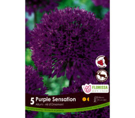 Allium Purple Sensation (Parfumé) (Zone : 4) (Paquet de 5 bulbes)
