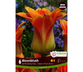 Tulipe Moonblush (Fleur de lys) (Zone : 4) (Paquet de 6)
