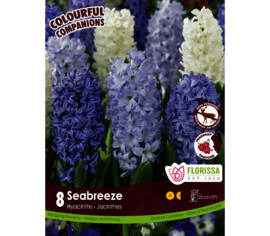 Jacinthe Seabreeze - Aiolos, Blue Eyes & Blue Jacket (Colourful Companions) (Parfumée) (Zone : 4) (Paquet de 8 bulbes)