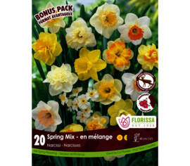 Narcisse Spring Mixed (Mammoth Pack) (Zone : 3) (Paquet de 20)