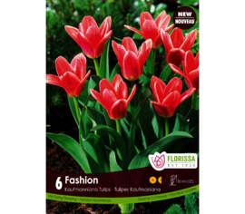 Tulipe Fashion (Kaufmanniana) (Zone : 3) (Paquet de 6 bulbes)