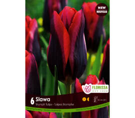 Tulipe Slawa (Triumph) (Zone : 3) (Paquet de 6 bulbes)
