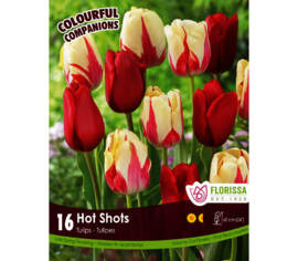 Tulipe Hot Shots (Simple et Tardive) - T Kingsblood & World Expression (Colourful Companions) (Zone : 3) (Paquet de 16 bulbes)