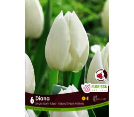 Tulipe Diana (Simple hâtive) (Parfumée) (Zone : 3) (Paquet de 6 bulbes)