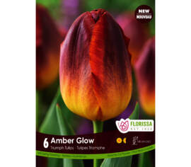 Tulipe Amber Glow (Triumph) (Zone : 3) (Paquet de 6 bulbes)