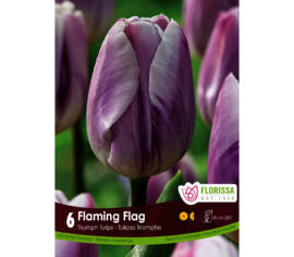 Tulipe Flaming Flag (Triumph) (Zone : 3) (Paquet de 6 bulbes)