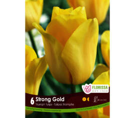 Tulipe Strong Gold (Triumph) (Zone : 3) (Paquet de 6 bulbes)