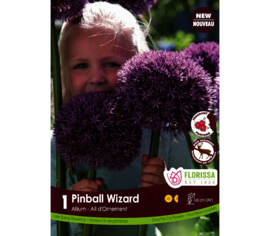 Allium Pinball Wizard (Parfumé) (Zone : 4) (1 bulbe)