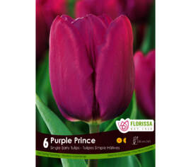 Tulipe Purple Prince (Simple hâtive) (Paquet de 6 bulbes)