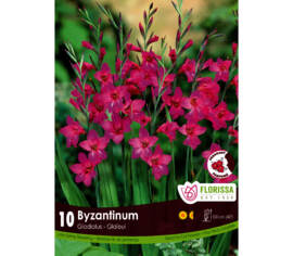 Gladiolus Byzantinum (Zone : 5) (Paquet de 10 bulbes)