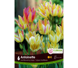Tulipe Antoinette (Bouquet) (Paquet de 6 bulbes)