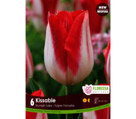 Tulipe Kissable (Triumph) (Paquet de 6 bulbes)