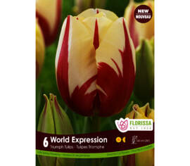 Tulip World Expression (Darwin) (Package of 6 bulbs)