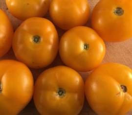 Tomate Jaune Golden Bison Biologique (Semences)