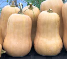 Courge Ponca Baby Butternut Biologique