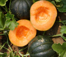 Melon Cantaloup Noir des Carmes Biologique