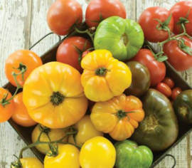 Tomate en mélange à gros fruits Biologique