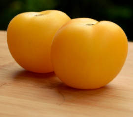 Tomate Garden Peach Biologique