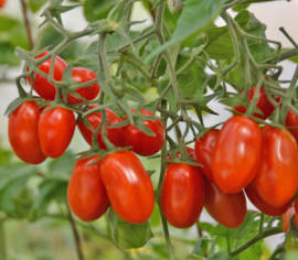 Tomate cerise Red Pearl Biologique (Semences)