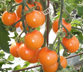 Tomate Cerise Sungold Biologique (Semences)