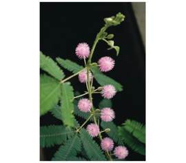 Mimosa pudica (sensitive)