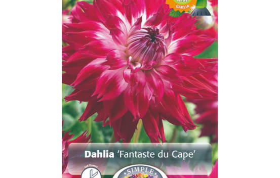 Dahlia Fantaste du Cape (Dinnerplate) (Paquet de 2 bulbes)
